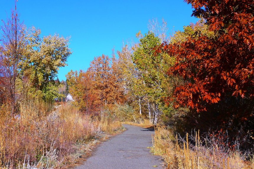 people walking along a park path in the morning